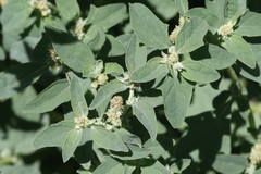 Atriplex rosea