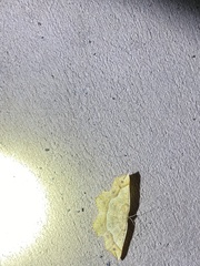 Euchlaena tigrinaria