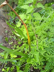 Sprekelia formosissima