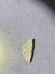 Euchlaena tigrinaria