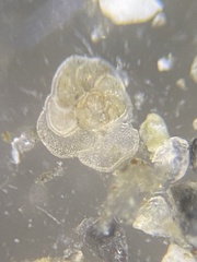 Cibicidoides variabilis