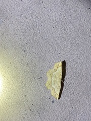 Euchlaena tigrinaria