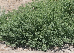 Atriplex rosea