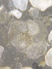 Cibicidoides variabilis