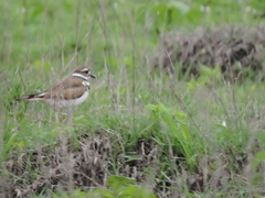 Charadrius vociferus