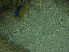 Stegastes leucostictus