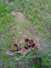 Tigridia vanhouttei