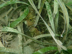 Chilomycterus antennatus