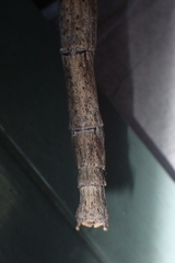 Bactrododema