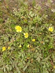 Argentina subarctica