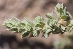 Atriplex fruticulosa