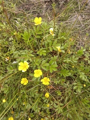 Argentina subarctica