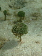 Penicillus dumetosus