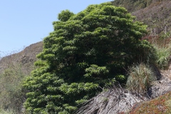 Rauvolfia sumatrana