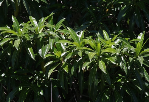 Rauvolfia sumatrana observed 2021-07-05