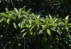 Rauvolfia sumatrana