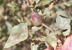 Asphondylia atriplicis