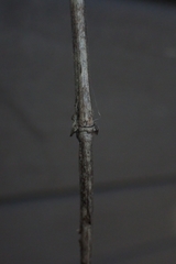 Bactrododema