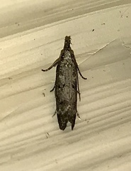 Dichomeris inversella