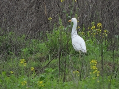 Bubulcus ibis