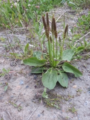 Plantago major