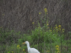 Bubulcus ibis