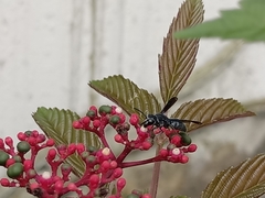 Allorhynchium argentatum