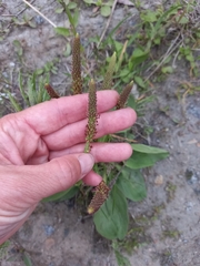 Plantago major