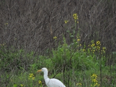 Bubulcus ibis