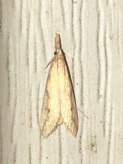 Donacaula maximellus