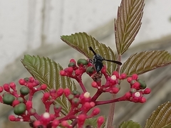 Allorhynchium argentatum