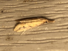 Donacaula maximellus