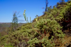 Streptanthus morrisonii