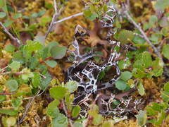 Masonhalea richardsonii