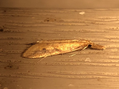 Donacaula maximellus