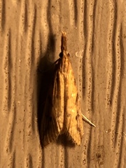 Donacaula maximellus