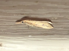 Donacaula maximellus