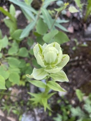 Castilleja septentrionalis