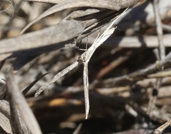 Agdistis americana