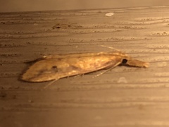 Donacaula maximellus