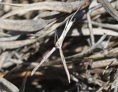 Agdistis americana