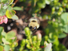 Bombus insularis