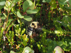 Bombus insularis