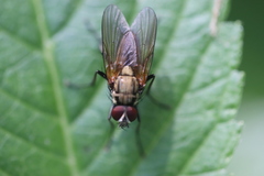 Hydrophoria lancifer