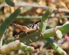 Melanoplus gracilipes