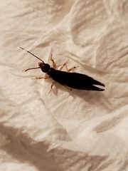 Euborellia annulipes