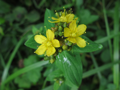 Hypericum erectum
