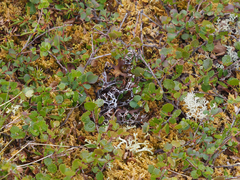 Masonhalea richardsonii