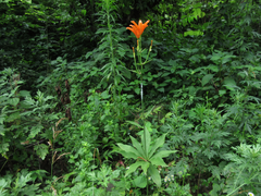 Lilium tsingtauense