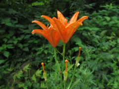 Lilium tsingtauense